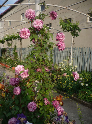 P1220275 - GRADINA 2015