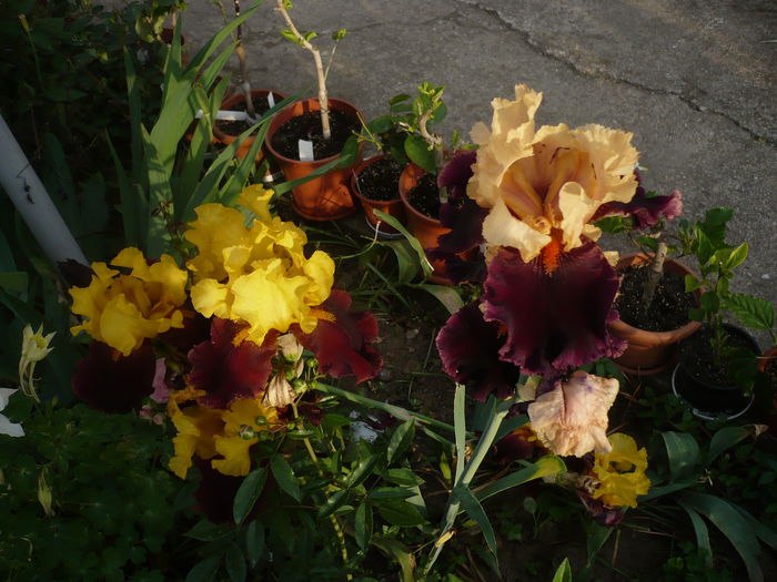 P1220278 - GRADINA 2015