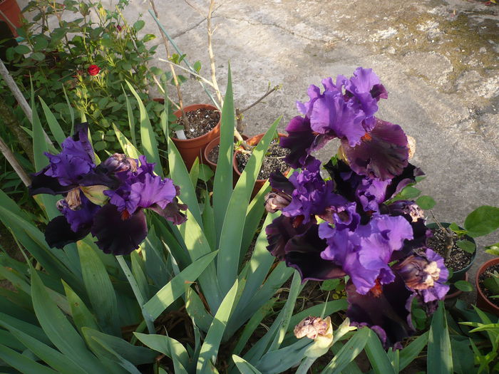 P1220280 - GRADINA 2015