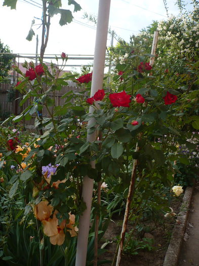 P1220281 - GRADINA 2015