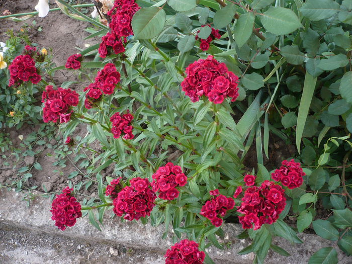 P1220283 - GRADINA 2015