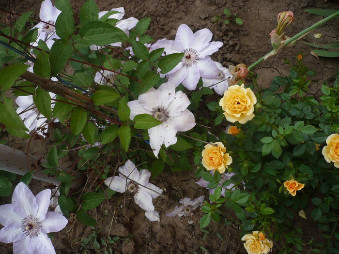 P1220284 - GRADINA 2015