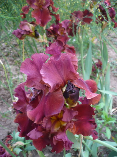 P1220285 - GRADINA 2015