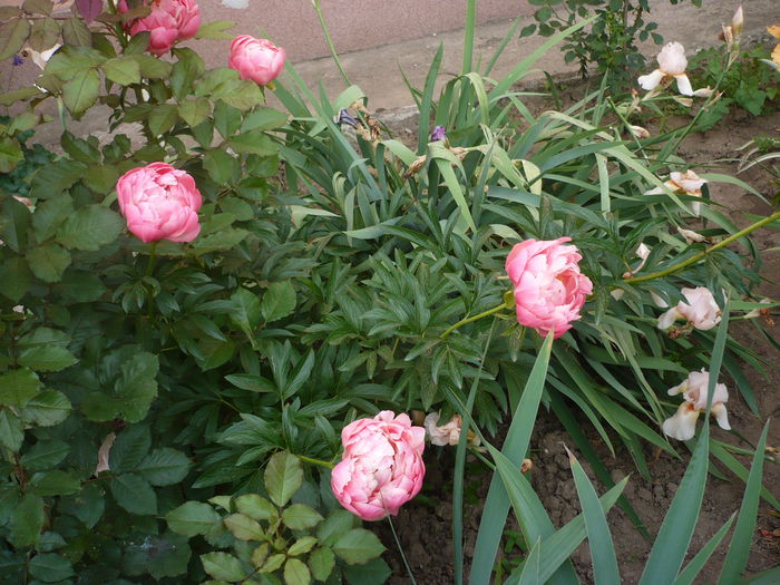 P1220287 - GRADINA 2015