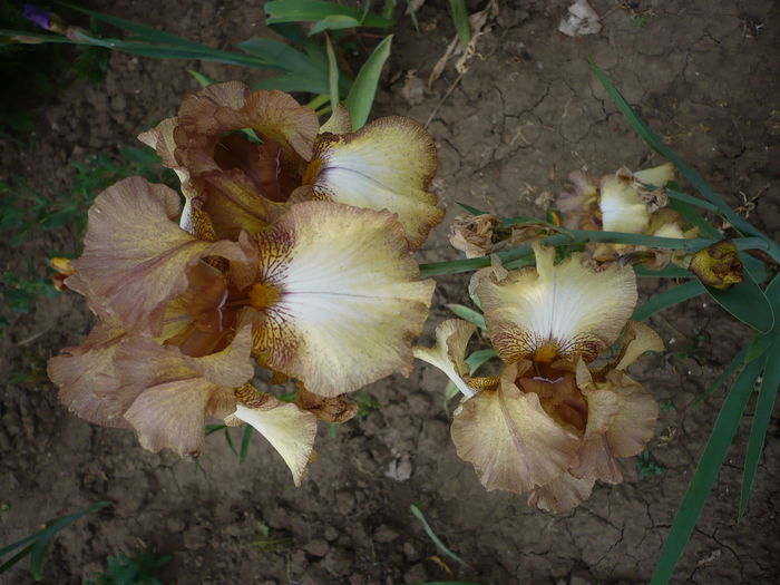 P1220290 - GRADINA 2015