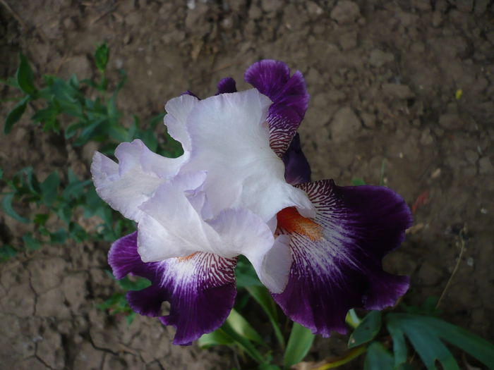 P1220292 - GRADINA 2015