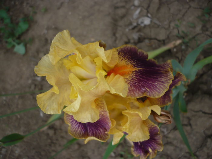 P1220293 - GRADINA 2015