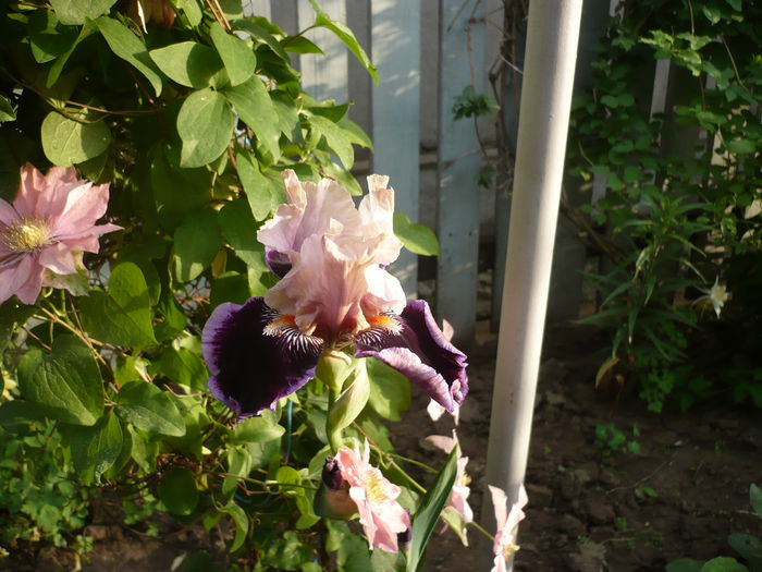 P1220314 - GRADINA 2015