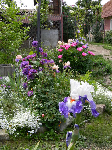 DSCN9394 - 3 Gradina 2015