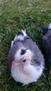 103114704_ODTTACR3[1]