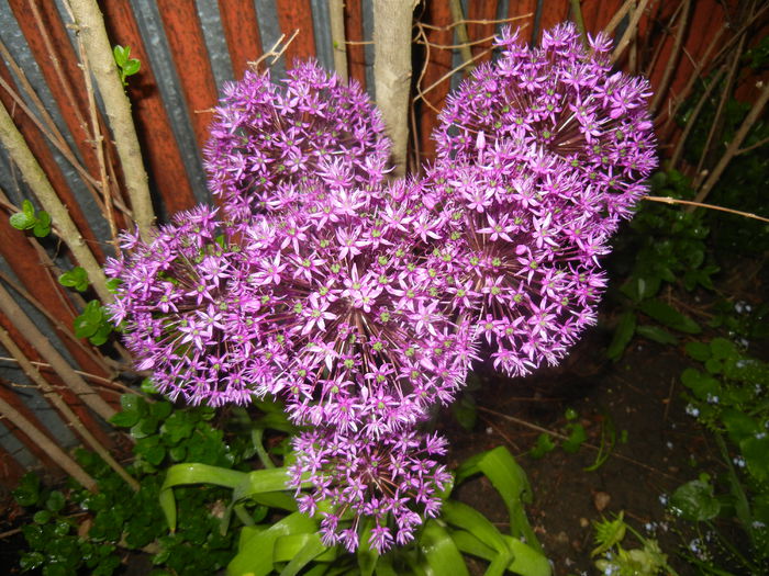 Allium Purple Sensation (2015, May 07) - Allium aflatunense Purple