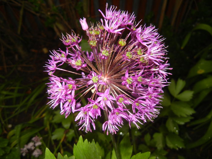 Allium Purple Sensation (2015, May 07) - Allium aflatunense Purple