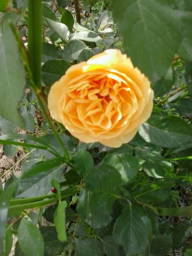 graham thomas - A  Trandafiri englezesti 2015