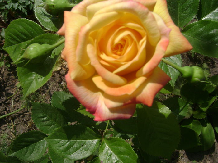 Gartenspass - Trandafiri 2015 1