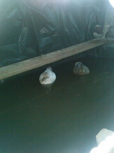 44 - 0a Rate Pitice Olandeze