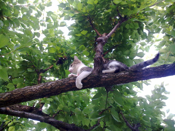 Aici e mai racoare..... - Pisicosul si Hamsterica