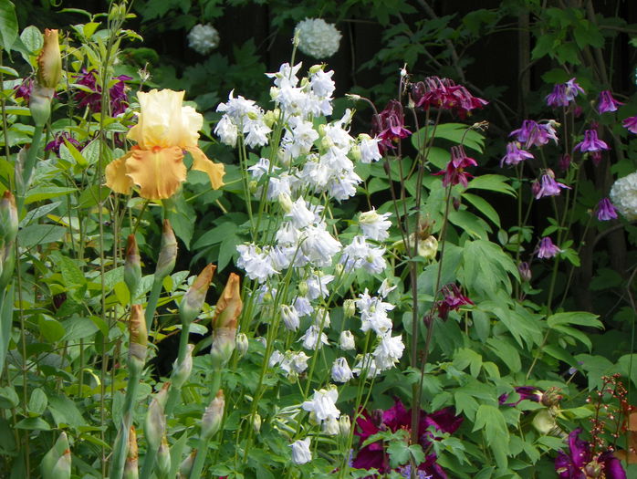 21 mai 203 - Primavara 2015