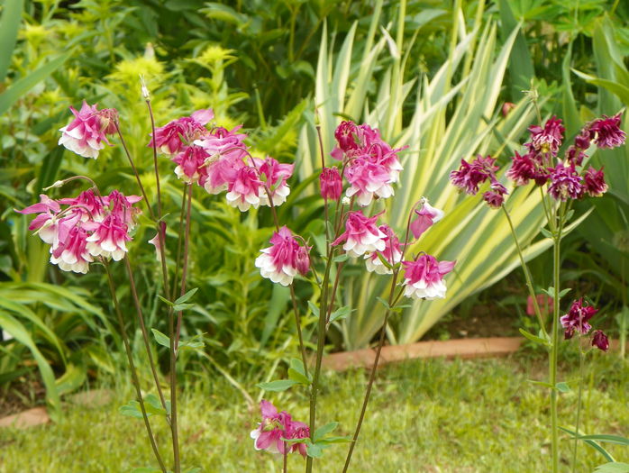 aquilegia Pink Petticoat - Primavara 2015