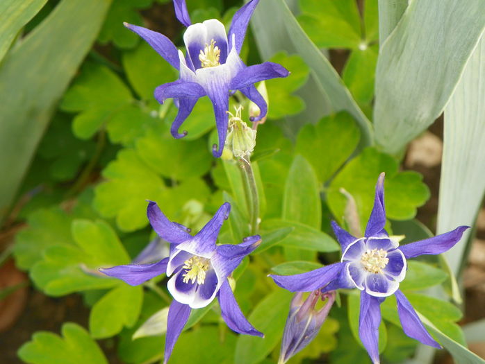 aquilegia Winky Blue & White - Primavara 2015