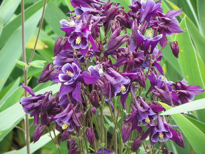 21 mai 038 - Primavara 2015