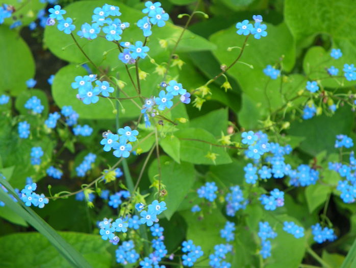 brunnera macrophyla - Primavara 2015