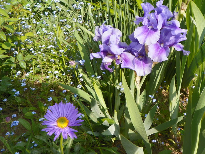 21 mai 068 - Primavara 2015