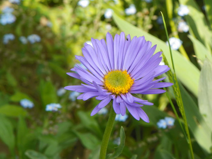 aster Happy End - Primavara 2015