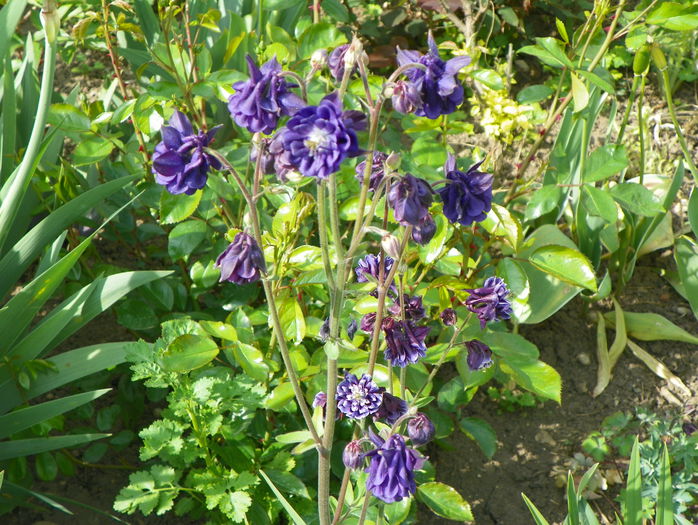 21 mai 070 - Primavara 2015