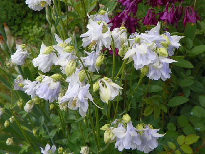 aquilegia Tower Light Blue - Primavara 2015