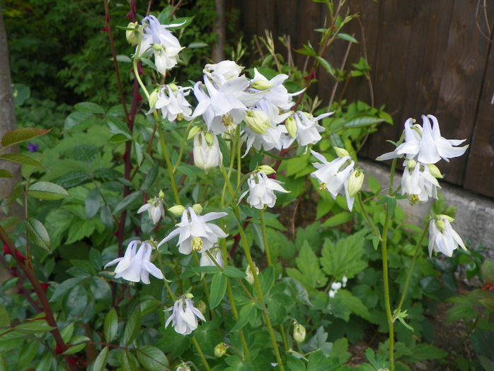 21 mai 082 - Primavara 2015