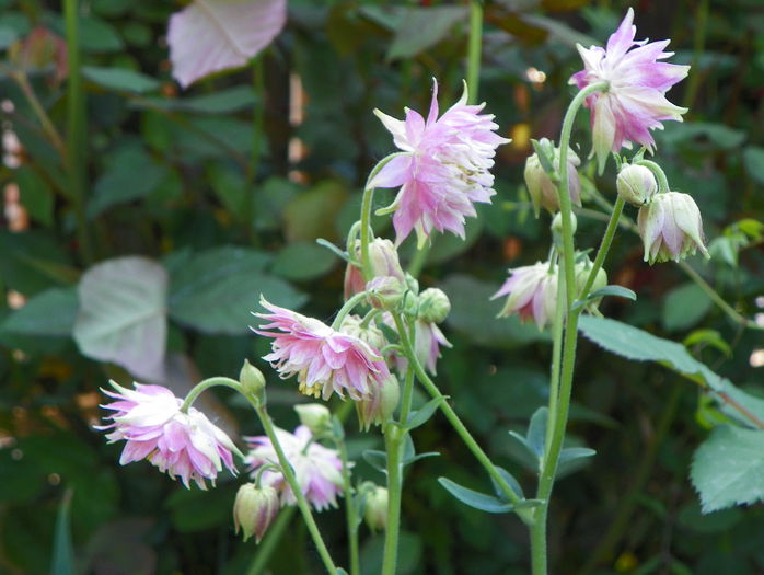 aquilegia Pink Barlow - Primavara 2015