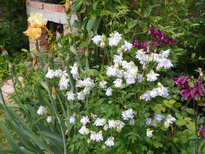 21 mai 164 - Primavara 2015