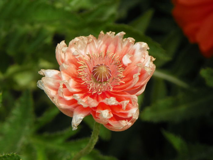 o ciudatenie - Primavara 2015