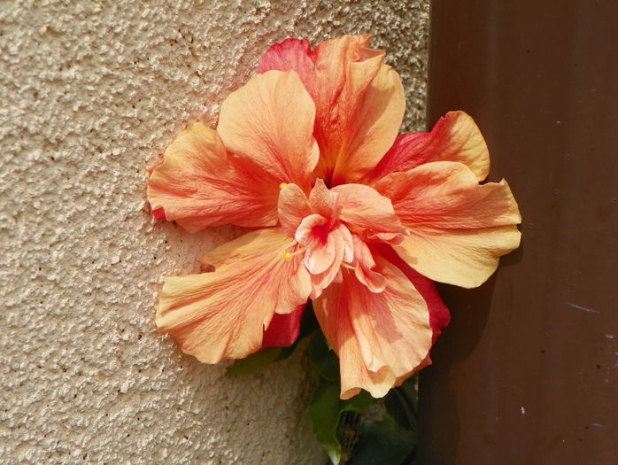 hibiscus Classic Apricot - Primavara 2015