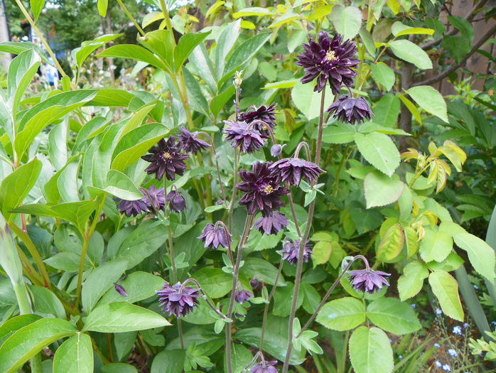 aquilegia Black Barlow - Primavara 2015