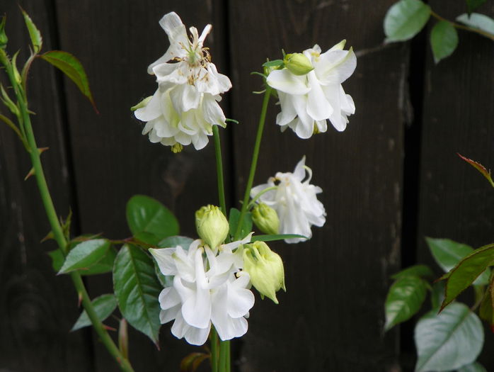 aquilegia Tower White - Primavara 2015