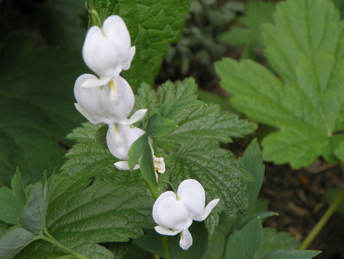 dicentra alba - Primavara 2015