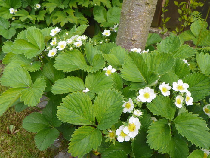 capsunele - Primavara 2015