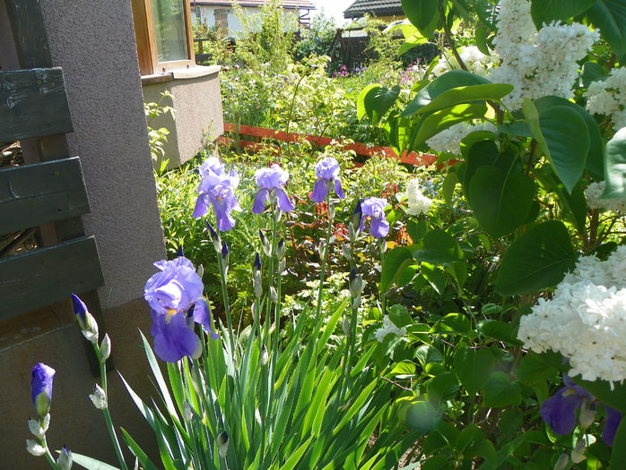 21 mai 099