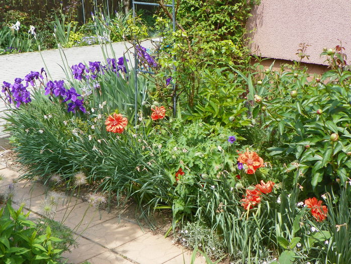21 mai 143 - Gradina 2015