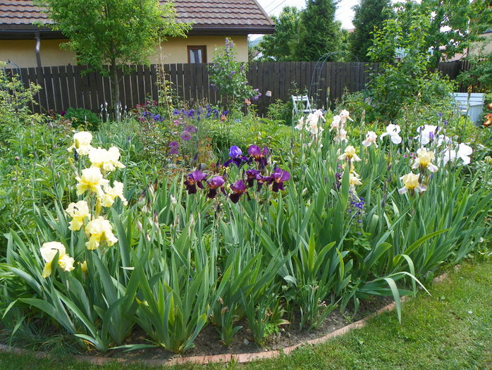 21 mai 150 - Gradina 2015