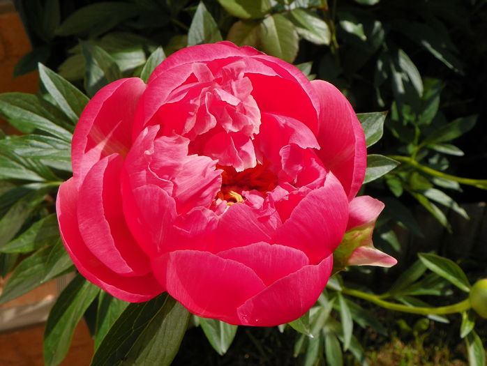 Coral charm