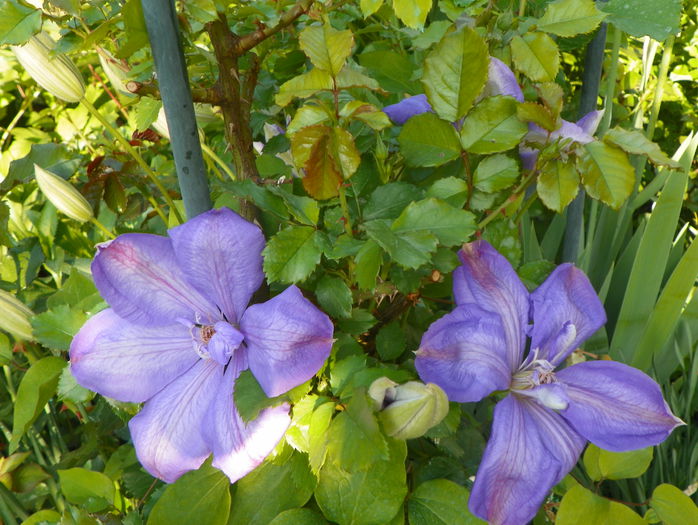 Mrs Cholmondeley - Clematite 2015