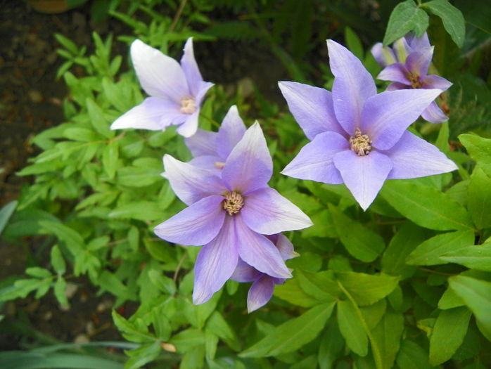Scented clem - Clematite 2015