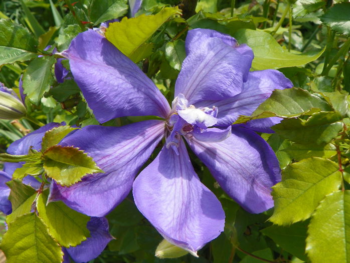 Mrs Cholmondeley - Clematite 2015