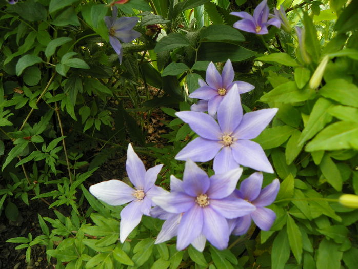 Scented clem - Clematite 2015