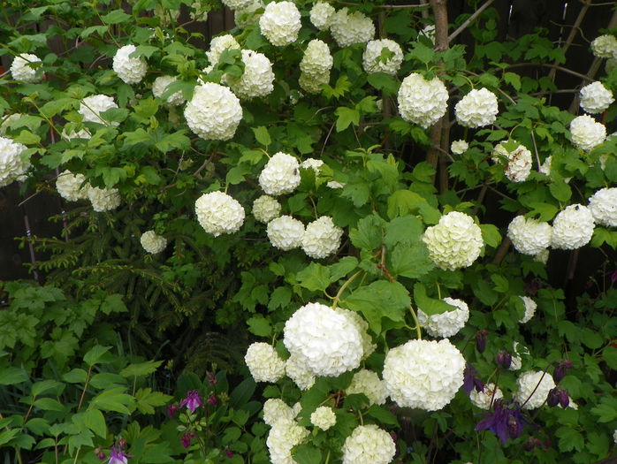 viburnum opulus Roseum - Copacei si arbusti 2015