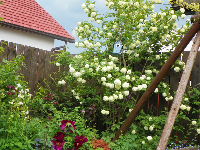 viburnum opulus Roseum - Copacei si arbusti 2015
