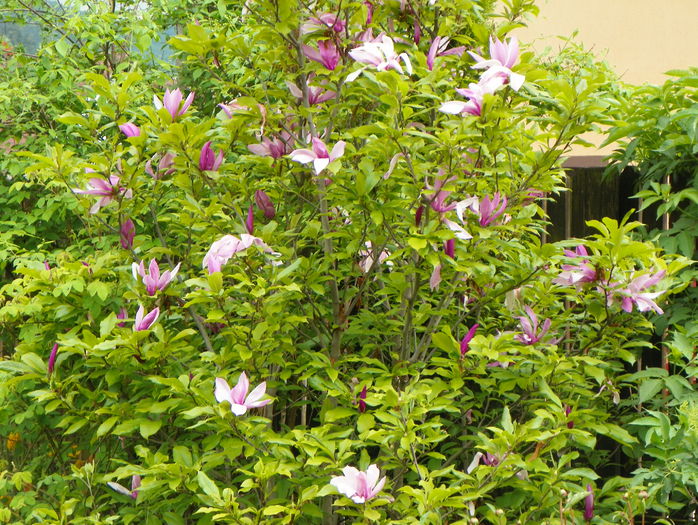 magnolia Susan - Copacei si arbusti 2015