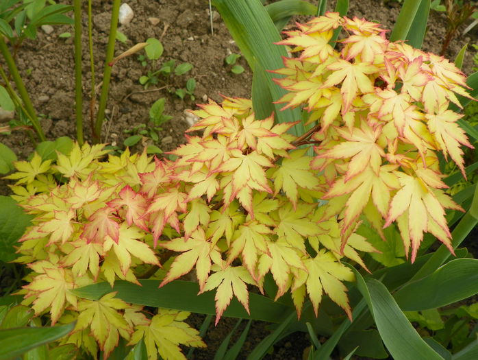 acer Katsura - Copacei si arbusti 2015
